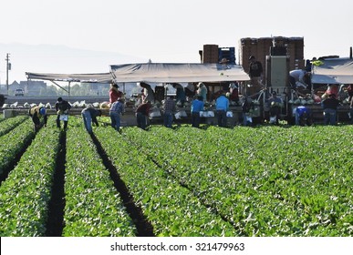 Salinas, California, USA- June 10, 2015: Migrant Seasonal Farm Workers Harvest (cut, Bag And Pack) Heads Of Iceberg Lettuce, Using A Unique Conveyor Belt System, Directly In Fields, Ready To Ship..