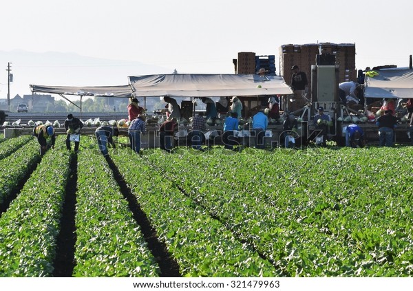 Salinas, California, USA- June 10, 2015: Migrant\
seasonal farm workers harvest (cut, bag and pack) heads of iceberg\
lettuce, using a unique conveyor belt system, directly in fields,\
ready to ship..