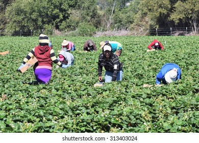 Migrant Farm Workers Hd Stock Images Shutterstock