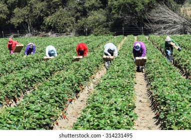 Salinas, California, USA - June 19, 2015: Immigrant (migrant) Seasonal Farm (field) Workers Pick And Package Crops (strawberries) Directly Into Boxes In The Salinas Valley Of Central California. 