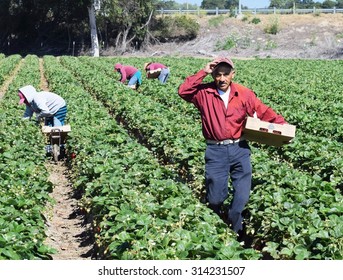 Salinas, California, USA - June 19, 2015: Immigrant (migrant) Seasonal Farm (field) Workers Pick And Package Strawberries Directly Into Boxes In The Salinas Valley Of Central California. 