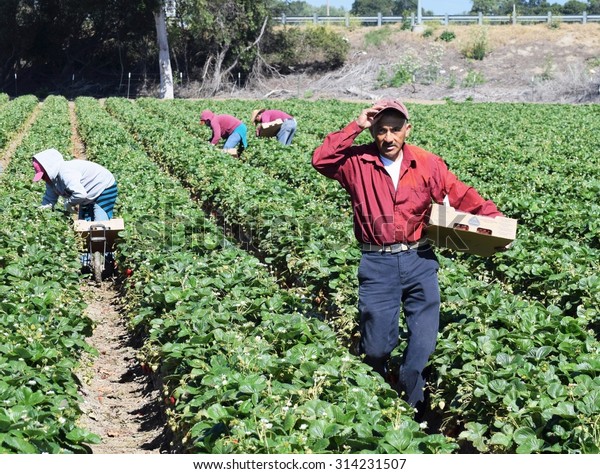 Salinas,\
California, USA - June 19, 2015: Immigrant (migrant) seasonal farm\
(field) workers pick and package strawberries directly into boxes\
in the Salinas Valley of central California.\
