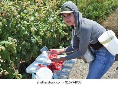 Salinas, California, USA - June 29, 2015:  An Agricultural Farm Worker Picks Raspberries And Packages Them Directly Into Boxes, Ready To Be Shipped, In The Salinas Valley Of Central California.