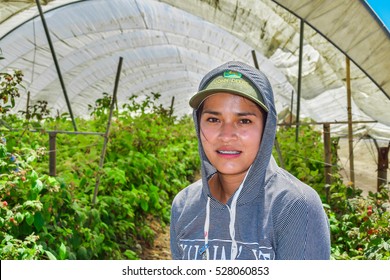 Salinas, California, USA - June 29, 2015: An Agricultural Farm Worker Takes A Break From Picking Raspberries, Under A Greenhouse Tent, In The Salinas Valley Of Central California.