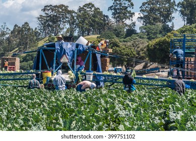 Salinas, California, USA - March 30, 2016: Migrant Seasonal Farm Workers Harvest (cut And Pack) Heads Of Cauliflower, Using A Unique Conveyor Belt System, Directly In Fields, Ready For Global Shipping