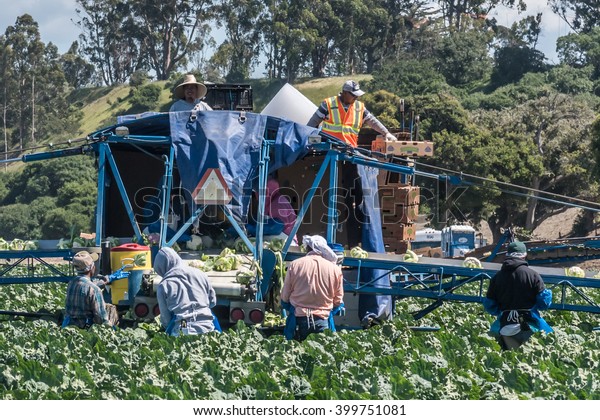 Salinas, California, USA - March 30, 2016:\
Migrant seasonal farm workers harvest (cut and pack) heads of\
cauliflower, using a unique conveyor belt system, directly in\
fields, ready for global\
shipping
