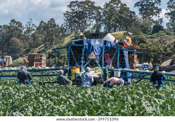 Salinas, California, USA - March 30, 2016:\
Migrant seasonal farm workers harvest (cut and pack) heads of\
cauliflower, using a unique conveyor belt system, directly in\
fields, ready for global\
shipping