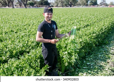 Salinas, California, USA - November 1, 2015: An Agricultural Field (farm) Worker (cuts Harvests) Celery Plants With A Knife, In The Fields Of The Salinas Valley Of Central California.