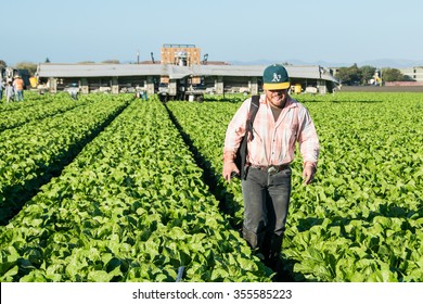 Salinas, California, USA - October 29, 2015: An Agricultural Farm Worker Crosses Through A  Field After A Long Day Of Harvesting Lettuce The The Salinas Valley.