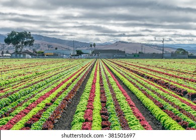 Salinas Valley Agriculture: A Colorful Rainbow Of Agricultural Fields Of Crops (lettuce Plants), Including Mixed Green, Red, Purple Varieties, Grow In Rows In Central California. Lettuce Harvest.    