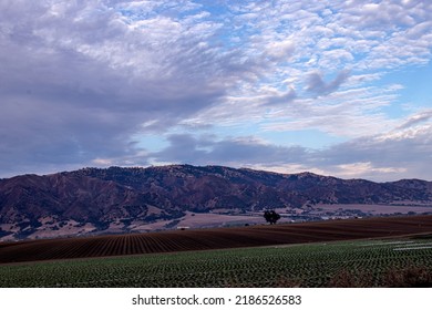 Salinas Valley Field In Early Morning