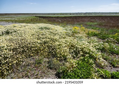 Saline Biocenosis. Growth Of Chamomile (like Horse Gowan, Matricaria Chamomila) On Saline Farmland Follow In Dry Steppe, Sulfide Soil. Salt Ephemeral Stream Lowland, Northern Black Sea Regionwland, No