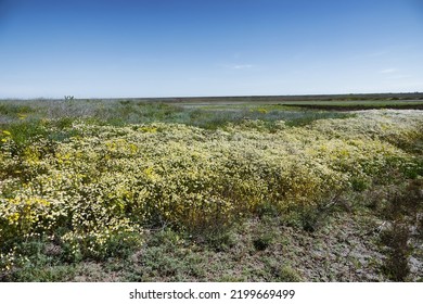 Saline Biocenosis. Growth Of Chamomile (like Horse Gowan, Matricaria Chamomila) On Saline Farmland Follow In Dry Steppe, Sulfide Soil. Salt Ephemeral Stream Lowland, Northern Black Sea Region