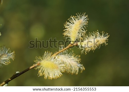 Salix alba, flowering white willow tree in spring, pollen and catkins close up. Pollen that cause allergic reactions and hay fever for many people. Garbsen, Lower Saxony, Germany in the month of May.