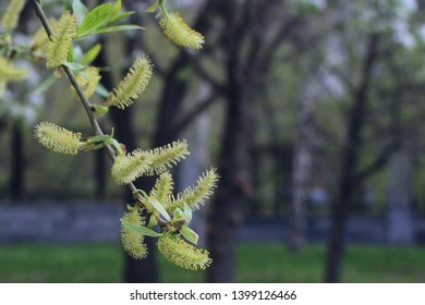 Salix Alba, Tree In Spring