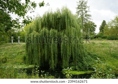 Salix alba 'Tristis' grows on the banks of the Wuhle river in September. Salix alba, the white willow, is a species of willow. Berlin, Germany