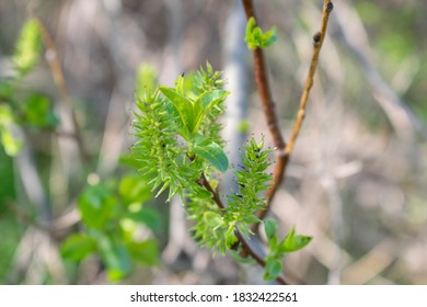 Salix Aurita Is A Shrub Plant, A Species Of The Willow Salix Genus In The Willow Family Salicaceae