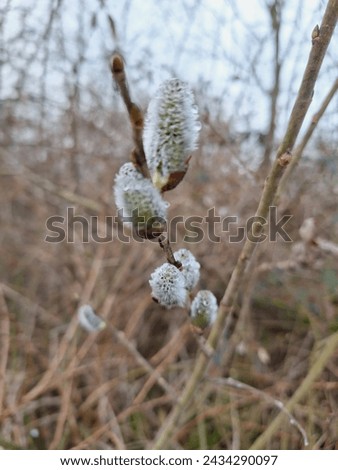 Salix caprea bloom in spring, blooming branch closeup in nature at countryside, willow bloom, salicaceae, willow yarrow, herald of spring, pussy willow after rain with rain drops