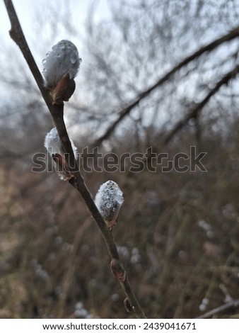 Salix caprea bloom in spring, blooming branch closeup in nature at countryside, willow bloom, salicaceae, willow yarrow, herald of spring, pussy willow after rain with rain drops, catkins