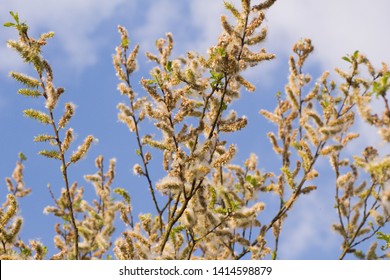 Salix caprea and blue sky with white clouds.Salix caprea goat willow, also known as the pussy willow or great sallow is a common species of willow native to Europe and western and central Asia.