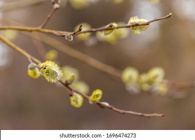 Salix caprea (goat willow, also known as the pussy willow or great sallow) is a common species of willow native to Europe. Willow (Salix caprea) branches with buds blossoming in early spring. 