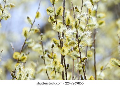 Salix caprea, Goat willow, Pussy willow or Great Sallow - Shutterstock ID 2247269855