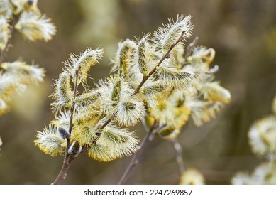 Salix caprea, Goat willow, Pussy willow or Great Sallow - Shutterstock ID 2247269857