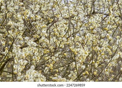 Salix caprea, Goat willow, Pussy willow or Great Sallow - Shutterstock ID 2247269859