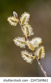 Salix caprea, Goat willow, Pussy willow or Great Sallow - Shutterstock ID 2247269861