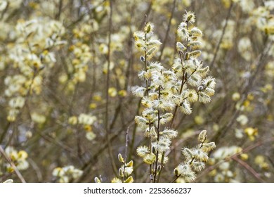 Salix caprea, Goat willow, Pussy willow or Great Sallow - Shutterstock ID 2253666237