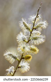 Salix caprea, Goat willow, Pussy willow or Great Sallow - Shutterstock ID 2253666239