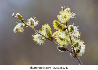 Salix caprea, Goat willow, Pussy willow or Great Sallow - Shutterstock ID 2253666241