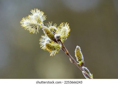 Salix caprea, Goat willow, Pussy willow or Great Sallow - Shutterstock ID 2253666243