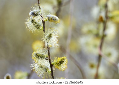 Salix caprea, Goat willow, Pussy willow or Great Sallow - Shutterstock ID 2253666245