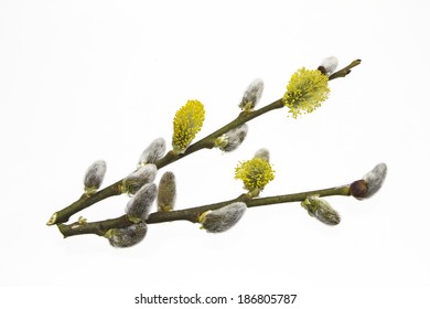 Salix Caprea On White Background