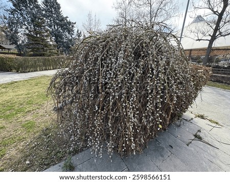 Salix caprea 