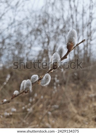 Salix caprea plant in bloom in spring, blooming branch closeup in nature at countryside, willow bloom, salicaceae blooming