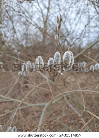Salix caprea plant in bloom in spring, blooming branch closeup in nature at countryside, willow bloom, salicaceae blooming, willow yarrow bloom, herald of spring