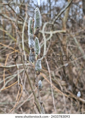 Salix caprea plant in bloom in spring, blooming branch closeup in nature at countryside, willow bloom, salicaceae blooming, willow yarrow bloom, herald of spring, pussy willow