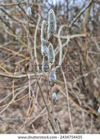 Salix caprea plant in bloom in spring, blooming branch closeup in nature at countryside, willow bloom, salicaceae blooming, willow yarrow bloom, herald of spring, pussy willow