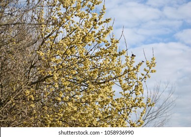 Salix Caprea Tree, The Goat Willow