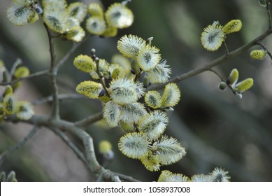 Salix Caprea Tree, The Goat Willow