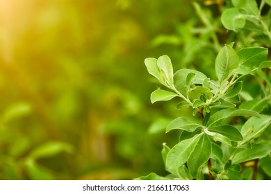 Salix cinerea (common or grey sallow, grey willow, grey-leaved sallow, large grey, pussy or rusty sallow ) is willow native to Europe and western Asia. - Shutterstock ID 2166117063
