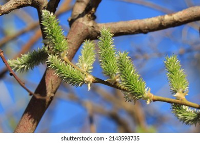 
Salix cinerea, common sallow, grey sallow, grey willow, grey-leaved sallow, large grey willow, pussy willow, rusty sallow - Shutterstock ID 2143598735