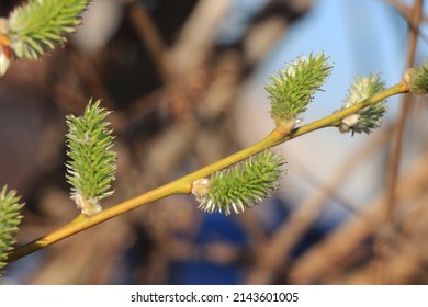 Salix cinerea, common sallow, grey sallow, grey willow, grey-leaved sallow, large grey willow, pussy willow, rusty sallow - Shutterstock ID 2143601005