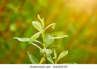 Salix cinerea (common sallow, grey sallow, grey willow, grey-leaved sallow, large grey willow, pussy willow, rusty sallow ) is willow native to Europe and western Asia. - Shutterstock ID 2164245767
