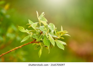 Salix cinerea (common sallow, grey sallow, grey willow, grey-leaved sallow, large grey willow, pussy willow, rusty sallow ) is willow native to Europe and western Asia. - Shutterstock ID 2165705097
