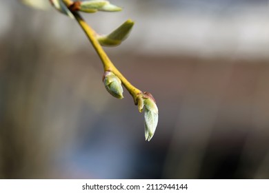 Salix Cinerea (gray sallow, scilia, pussy willow, paju) branch in a closeup image. Focus on the foreground, neutral soft background. Sunny spring day in Finland. Native species in Europe and Asia. - Shutterstock ID 2112944144