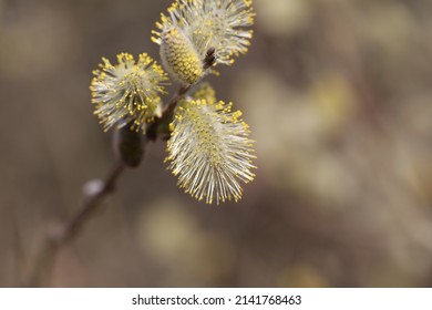 Salix discolor, the American pussy willow or glaucous willow,is a species of willow native to North America, one of two species commonly called pussy willow. Male.