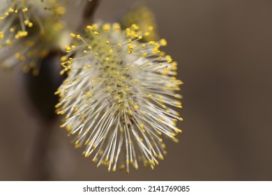 Salix discolor, the American pussy willow or glaucous willow, is a species of willow native to North America, one of two species commonly called pussy willow. Male.